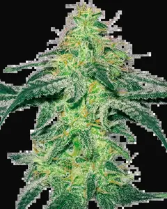 White Skunk