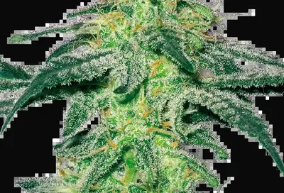White Skunk