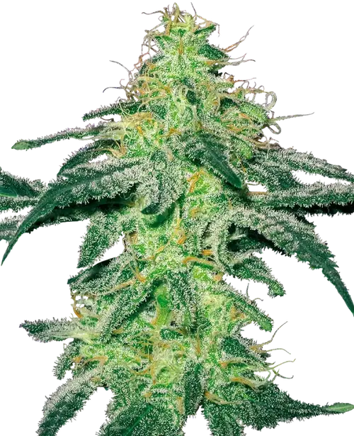 White Skunk