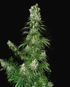 White Strawberry Skunk