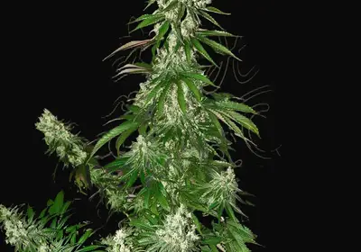 White Strawberry Skunk