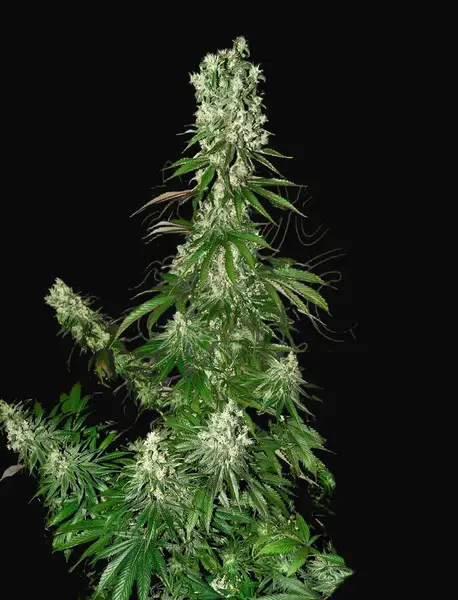 White Strawberry Skunk