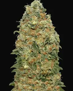 White Widow