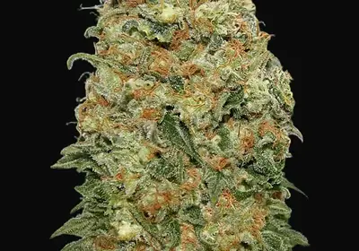 White Widow