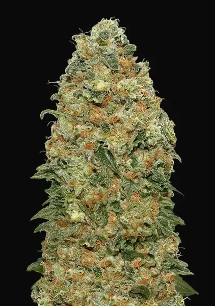 White Widow