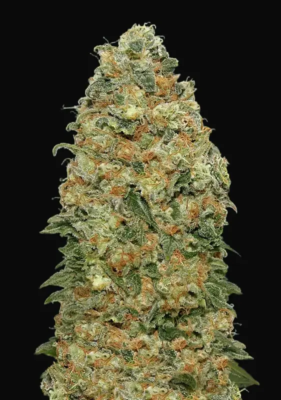 White Widow