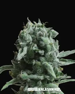 White Widow 47