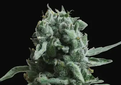 White Widow 47