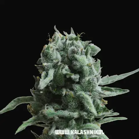 White Widow 47