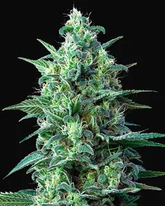 White Widow Auto CBD