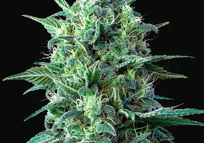 White Widow Auto CBD