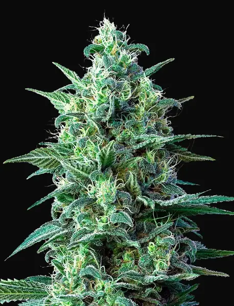 White Widow Auto CBD