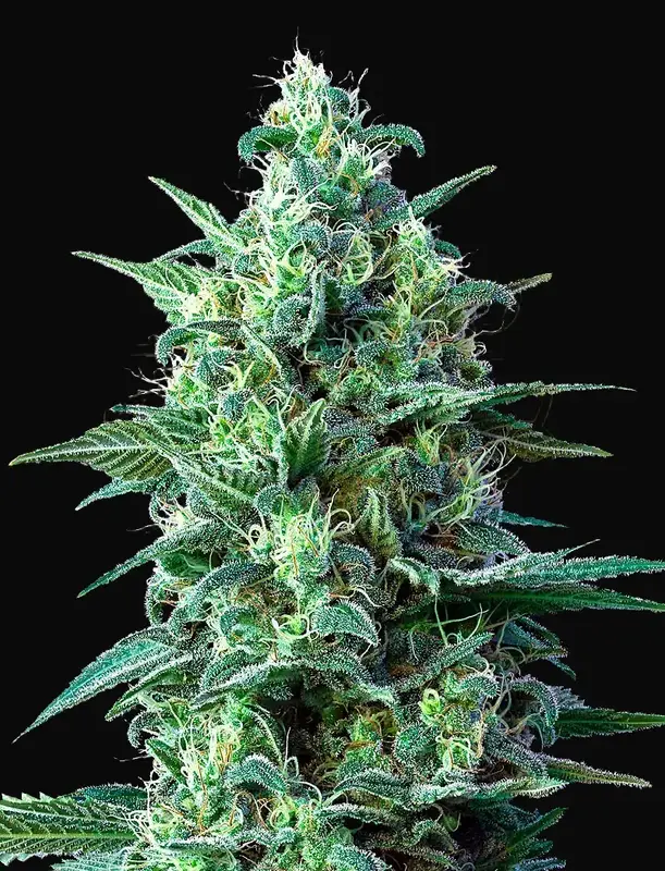 White Widow Auto CBD