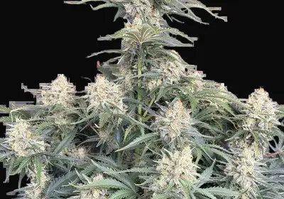 White Widow Auto