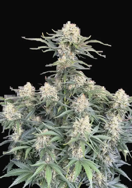 White Widow Auto