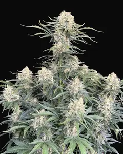 White Widow Auto