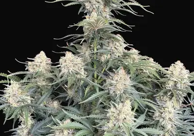 White Widow Auto