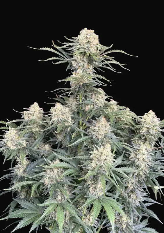 White Widow Auto