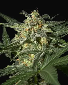 White Widow Auto