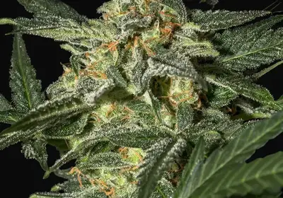 White Widow Auto