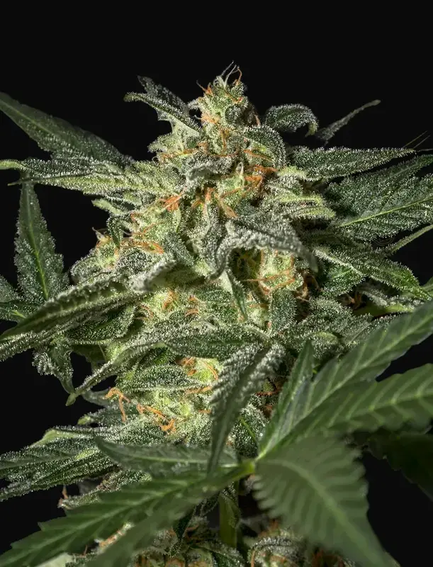 White Widow Auto