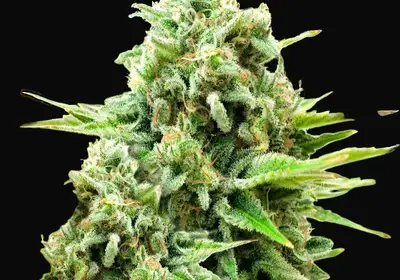 White Widow Auto
