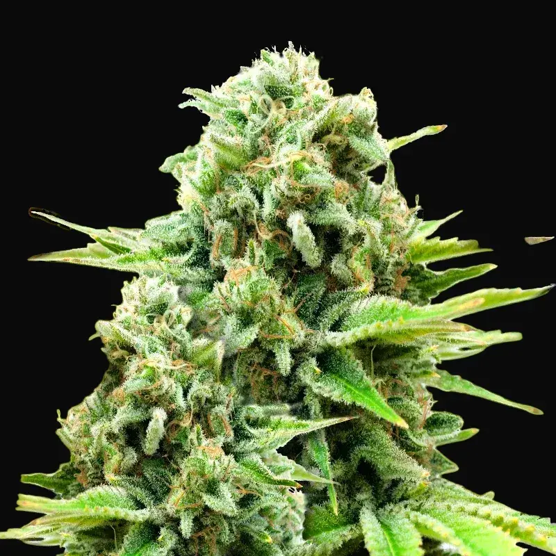 White Widow Auto