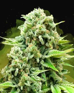 White Widow Auto