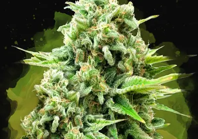 White Widow Auto