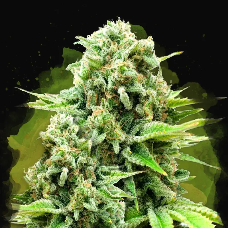 White Widow Auto