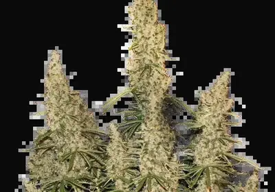 White Widow Auto