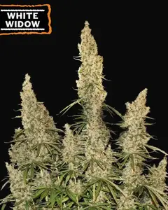 White Widow Auto