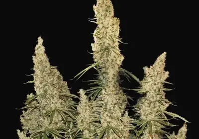 White Widow Auto