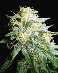White Widow Auto