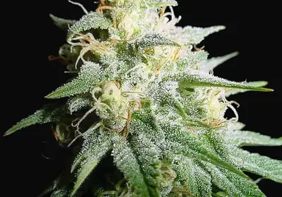 White Widow Auto