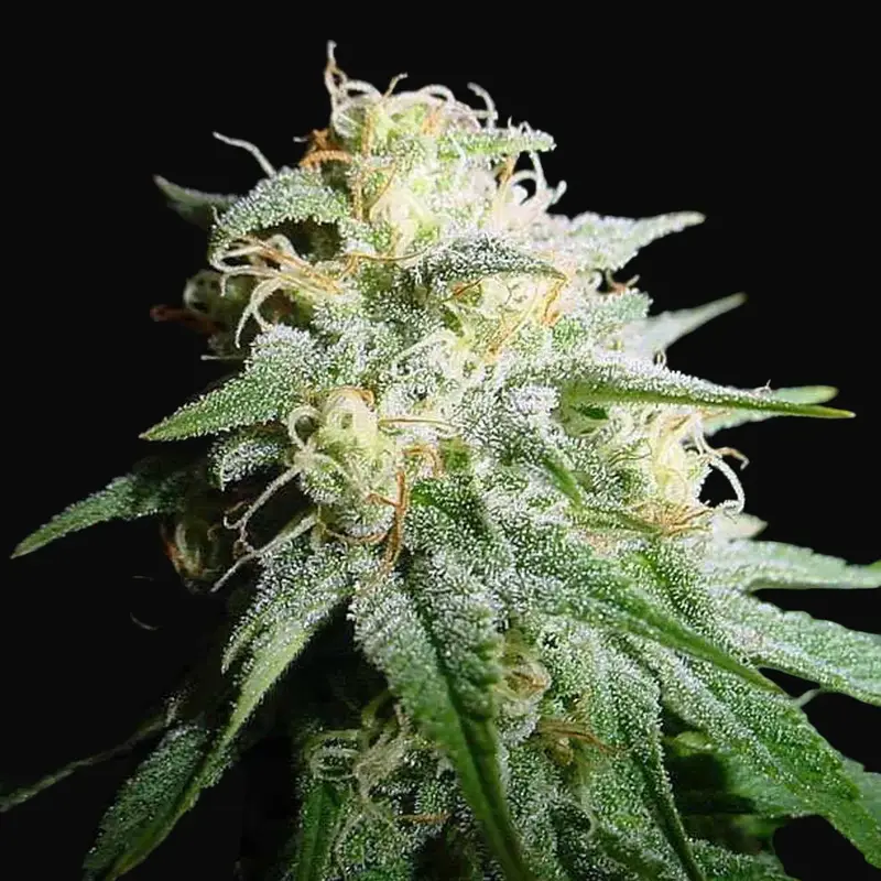 White Widow Auto