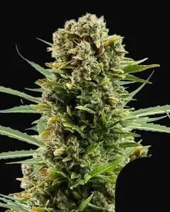 White Widow Automatic