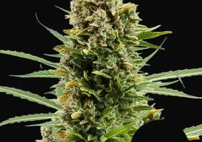 White Widow Automatic
