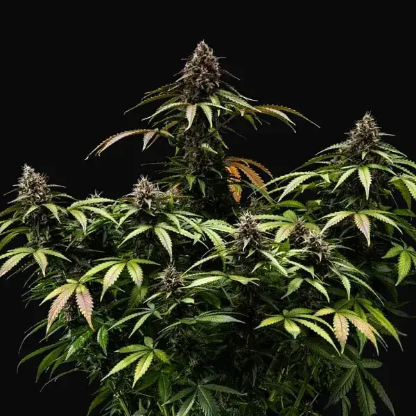 White Widow Automatic — zdjęcie 2