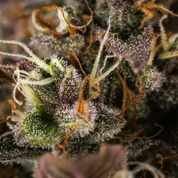 White Widow Automatic — zdjęcie 8