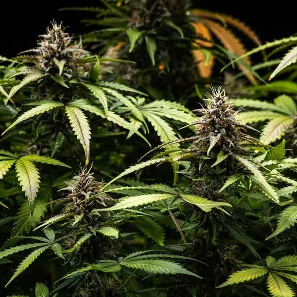 White Widow Automatic — zdjęcie 12
