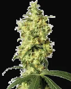 White Widow Automatic