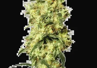 White Widow Automatic