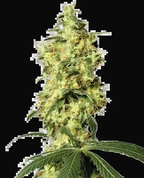 White Widow Automatic