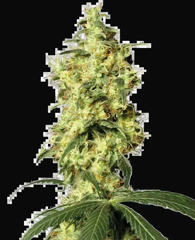 White Widow Automatic