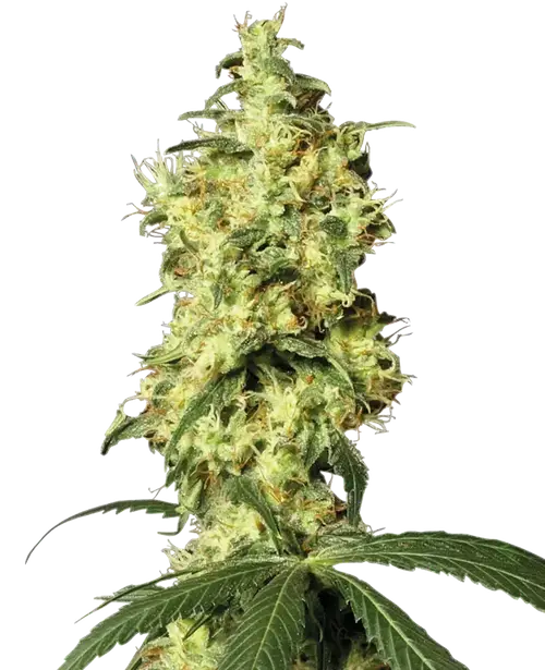 White Widow Automatic