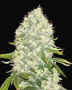 White Widow
