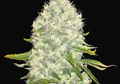 White Widow