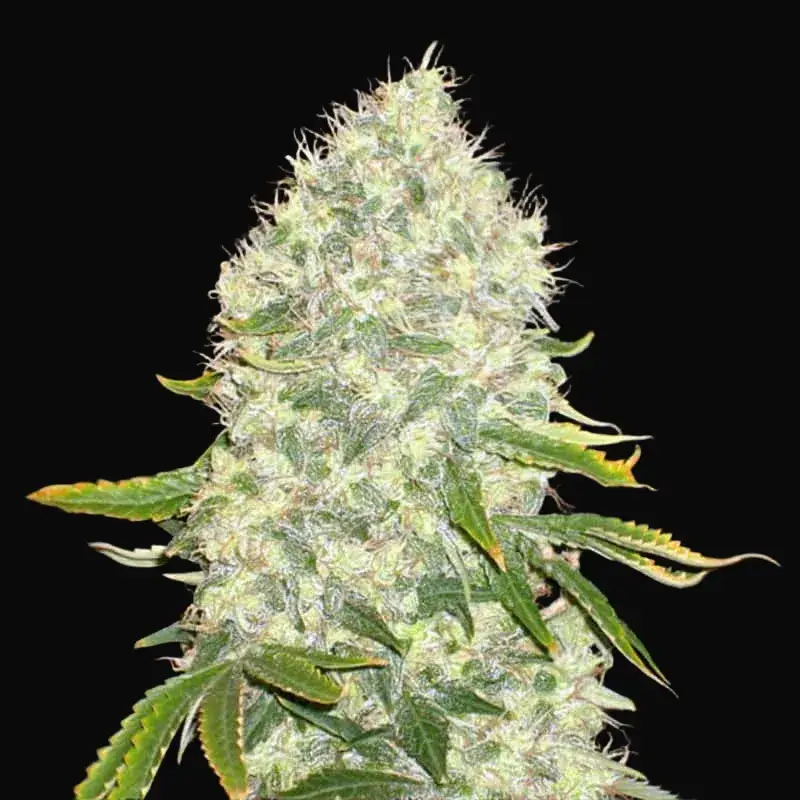 White Widow