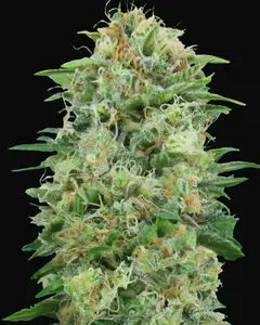 White Widow CBD